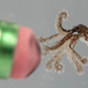 Illustration for article titled Behold, A Baby Octopus The Size Of A Pencil Eraser